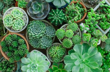 5 Reasons to Have Houseplants in Your Dorm Room