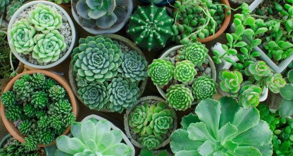 5 Reasons to Have Houseplants in Your Dorm Room
