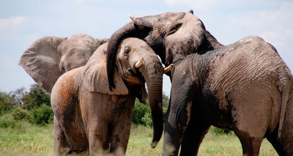 Humans-have-Caused-Wildlife-Populations-to-Decline-by-60-Percent