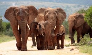 Trump Lifts Ban on Elephant Trophies