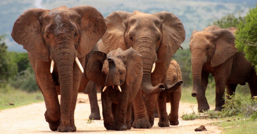 Trump Lifts Import Ban on Elephant Trophies