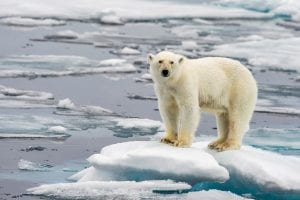 Arctic Temperature Rise