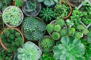 5 Reasons to Have Houseplants in Your Dorm Room