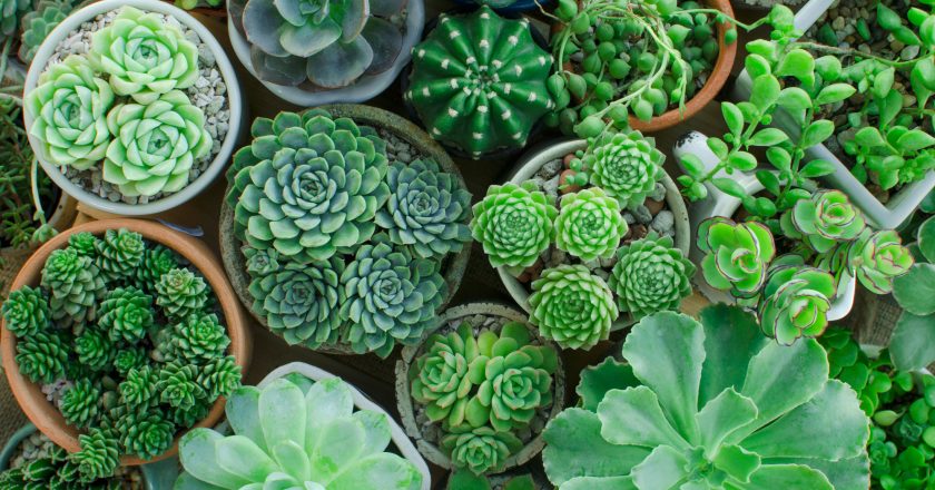 5 Reasons to Have Houseplants in Your Dorm Room