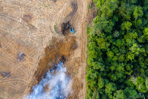 The Amazon Rainforest is on Fire: Here's What You Need to Know