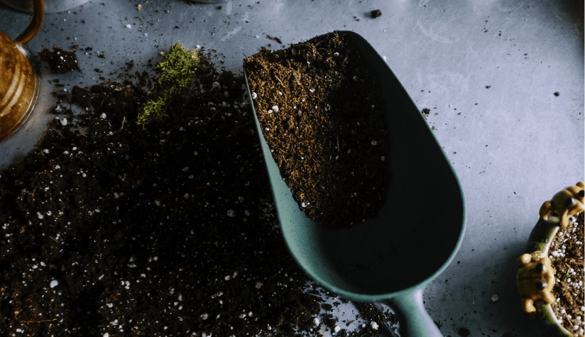 tips for indoor gardening during isolation