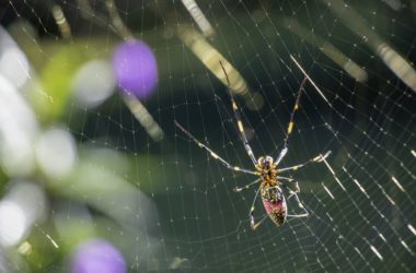 What are Joro spiders, and how can they help in agriculture?