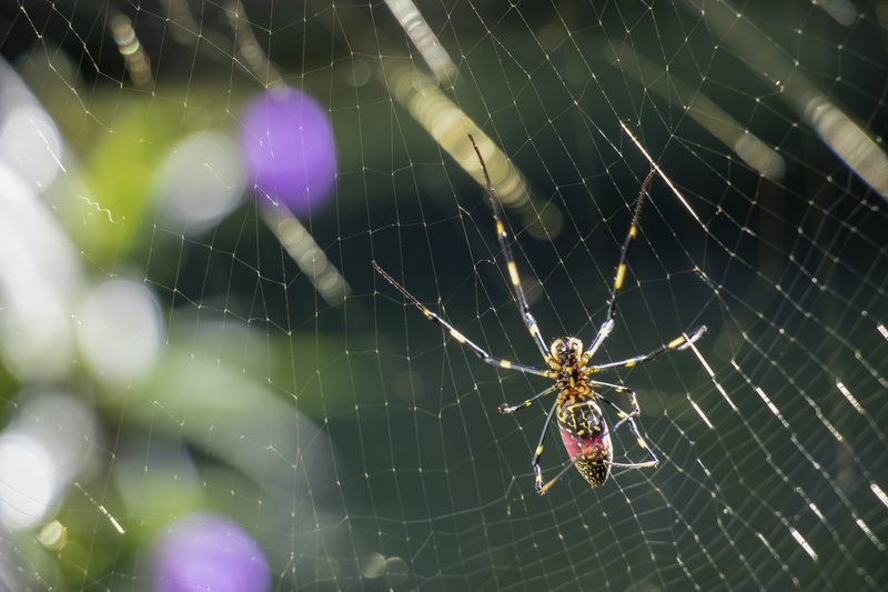 What are Joro spiders, and how can they help in agriculture?