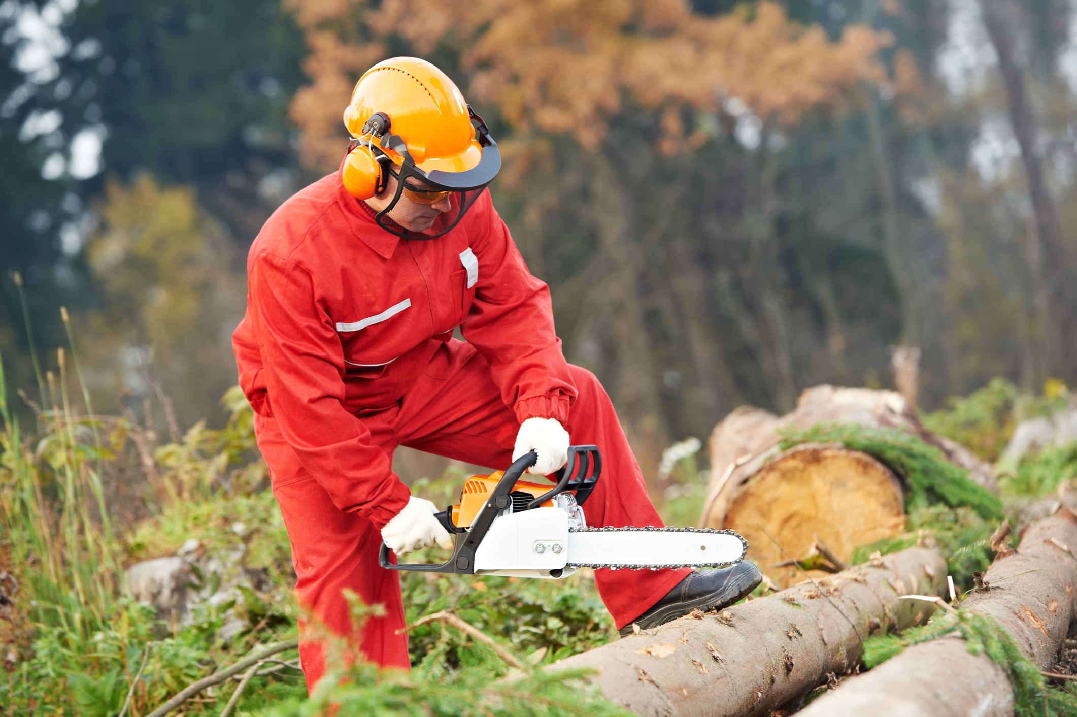 Why California’s Forestry Workforce is Critical to the Future of our Forests