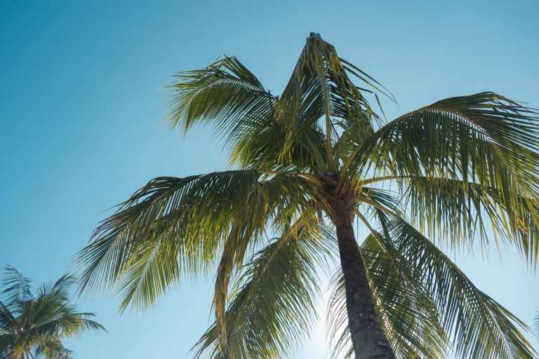 Budget Friendly Tropical Destination Ideas for College Students