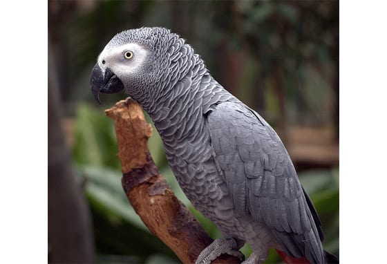 Alex the Parrot can ask a self-aware question