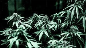 420 News: Colorado's First Year Shows Marijuana's Profits